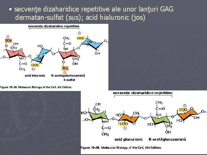  • secvenţe dizaharidice repetitive ale unor lanţuri GAG dermatan-sulfat (sus); acid hialuronic (jos)