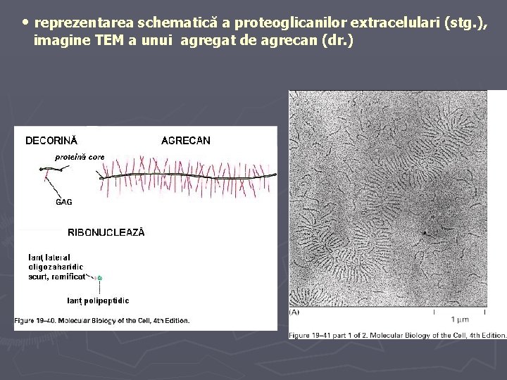  • reprezentarea schematică a proteoglicanilor extracelulari (stg. ), imagine TEM a unui agregat
