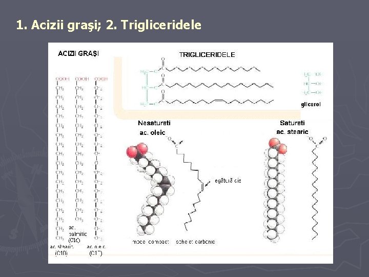 1. Acizii graşi; 2. Trigliceridele 