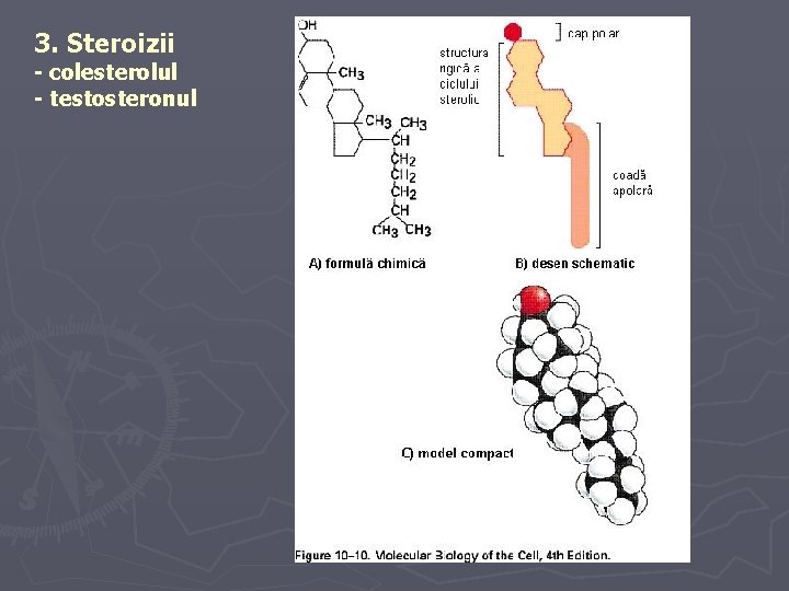 3. Steroizii - colesterolul - testosteronul 