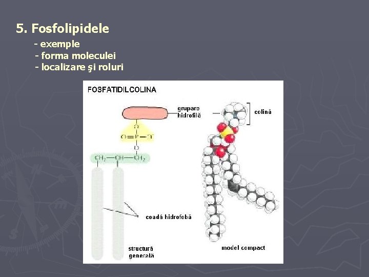 5. Fosfolipidele - exemple - forma moleculei - localizare şi roluri 