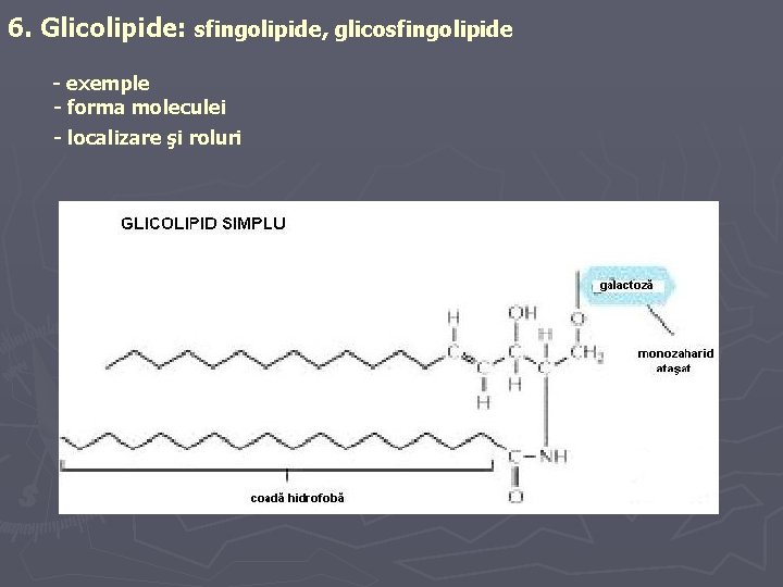 6. Glicolipide: sfingolipide, glicosfingolipide - exemple - forma moleculei - localizare şi roluri 