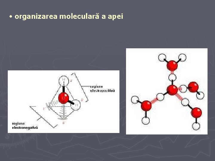  • organizarea moleculară a apei 