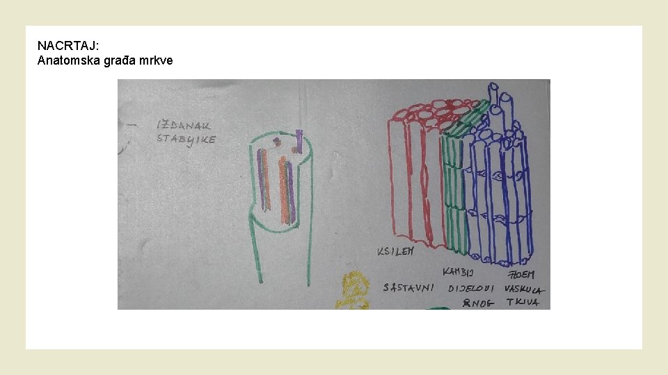 NACRTAJ: Anatomska građa mrkve 