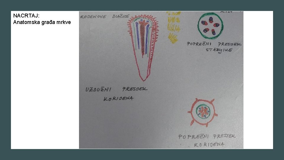 NACRTAJ: Anatomska građa mrkve 