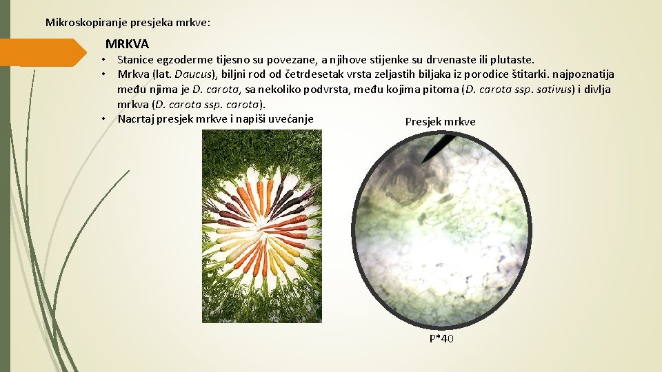 Mikroskopiranje presjeka mrkve: MRKVA • Stanice egzoderme tijesno su povezane, a njihove stijenke su