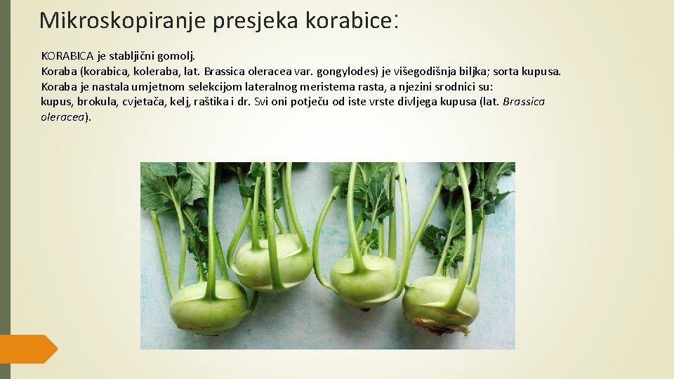 Mikroskopiranje presjeka korabice: KORABICA je stabljični gomolj. Koraba (korabica, koleraba, lat. Brassica oleracea var.