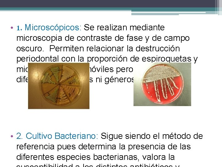  • 1. Microscópicos: Se realizan mediante microscopia de contraste de fase y de
