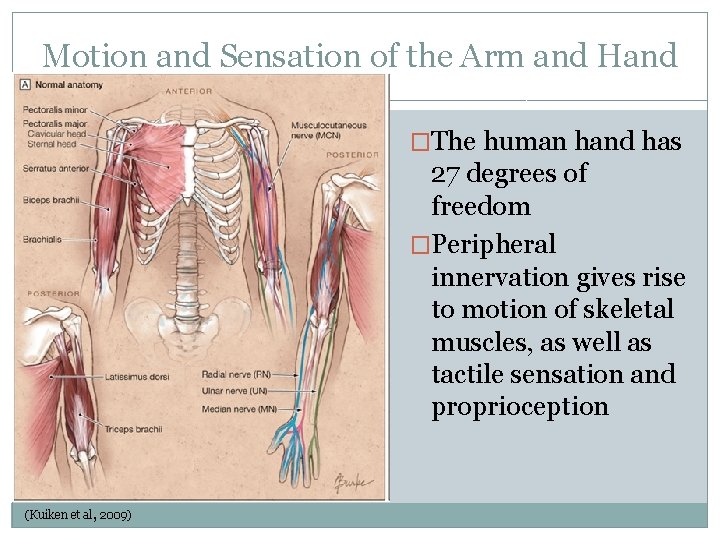 Motion and Sensation of the Arm and Hand �The human hand has 27 degrees