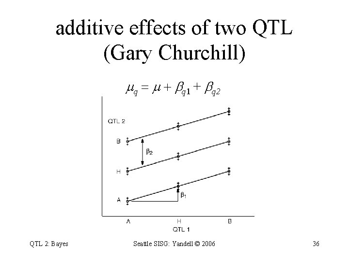 additive effects of two QTL (Gary Churchill) q = + q 1 + q