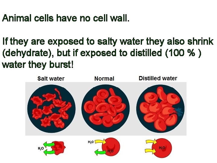 Animal cells have no cell wall. If they are exposed to salty water they