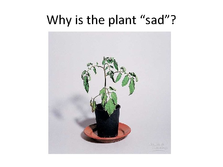 Why is the plant “sad”? 