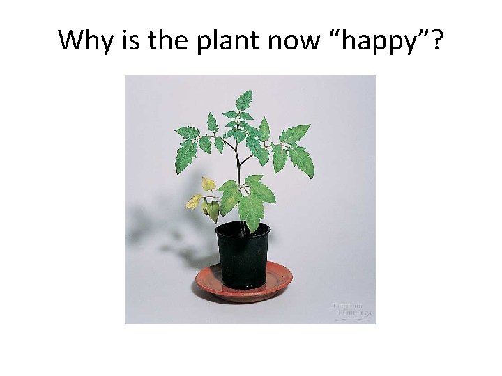 Why is the plant now “happy”? 