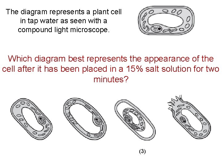 The diagram represents a plant cell in tap water as seen with a compound