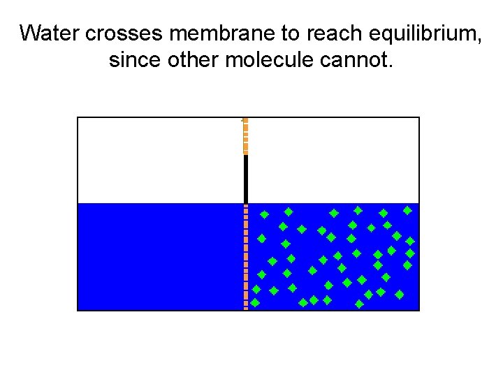 Water crosses membrane to reach equilibrium, since other molecule cannot. 