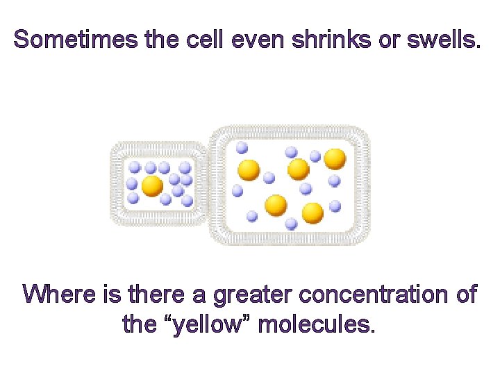 Sometimes the cell even shrinks or swells. Where is there a greater concentration of