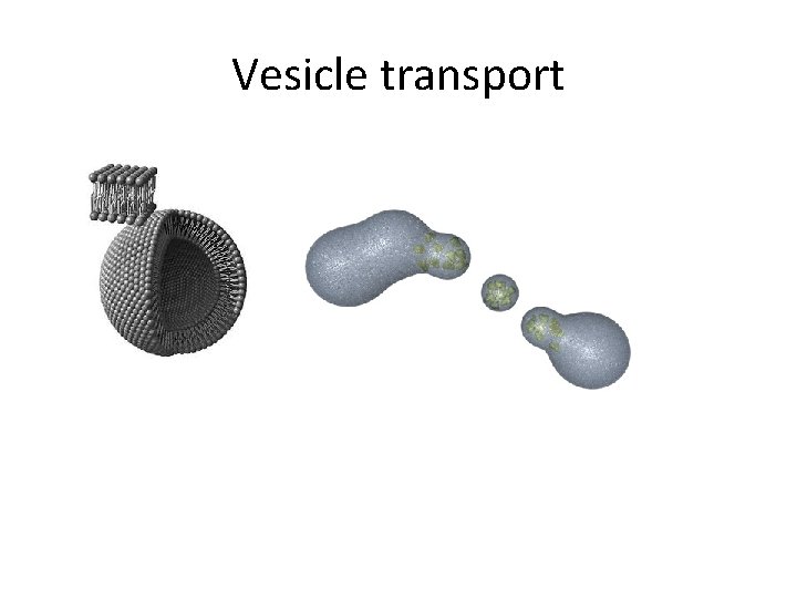 Vesicle transport 