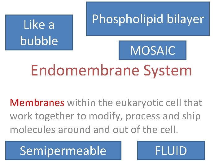 Like a bubble Phospholipid bilayer MOSAIC Endomembrane System Membranes within the eukaryotic cell that