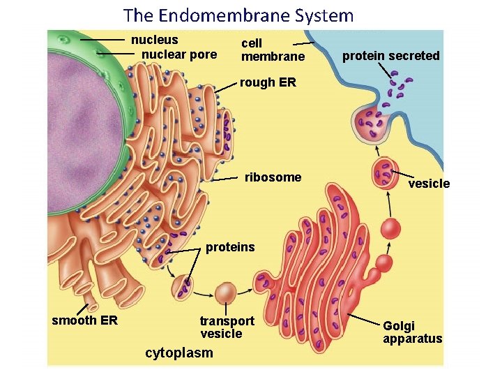 The Endomembrane System nucleus nuclear pore cell membrane protein secreted rough ER ribosome vesicle