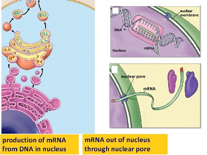 production of m. RNA from DNA in nucleus m. RNA out of nucleus through