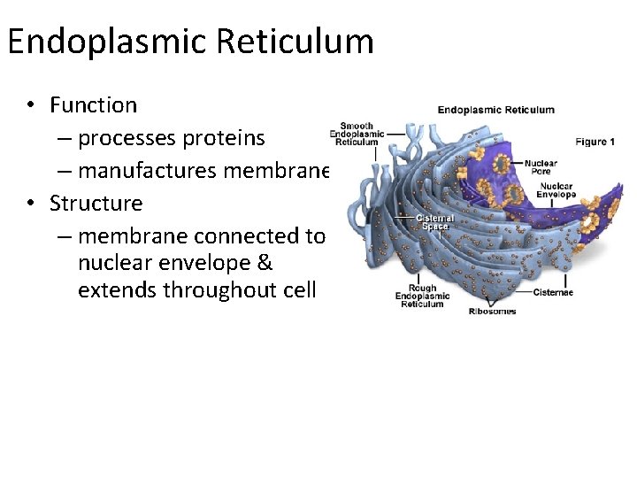Endoplasmic Reticulum • Function – processes proteins – manufactures membrane • Structure – membrane