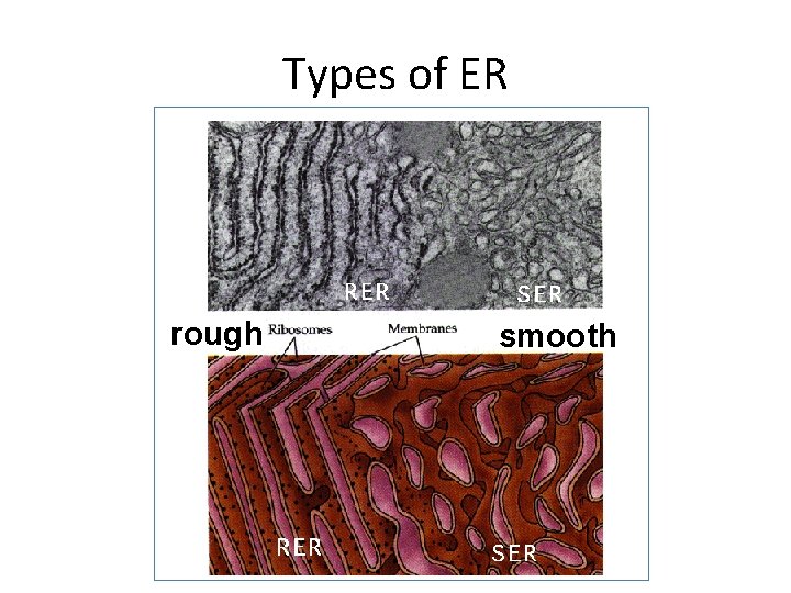 Types of ER rough smooth 