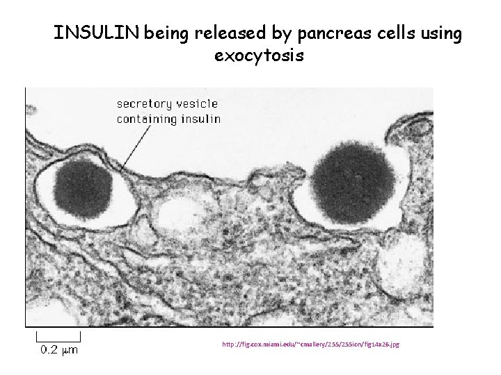 INSULIN being released by pancreas cells using exocytosis http: //fig. cox. miami. edu/~cmallery/255 ion/fig