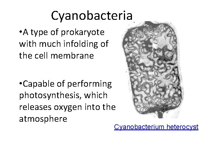 Cyanobacteria • A type of prokaryote with much infolding of the cell membrane •