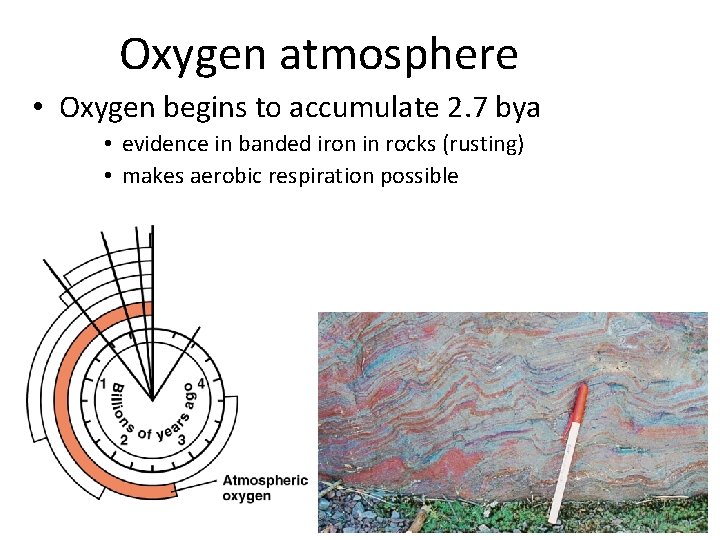 Oxygen atmosphere • Oxygen begins to accumulate 2. 7 bya • evidence in banded