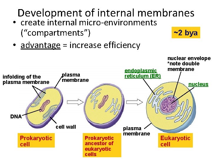 Development of internal membranes • create internal micro-environments (“compartments”) • advantage = increase efficiency