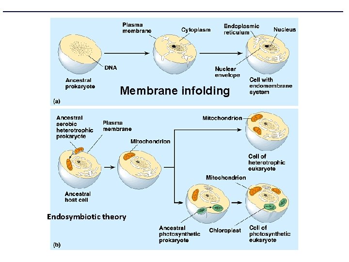 Membrane infolding Endosymbiotic theory 