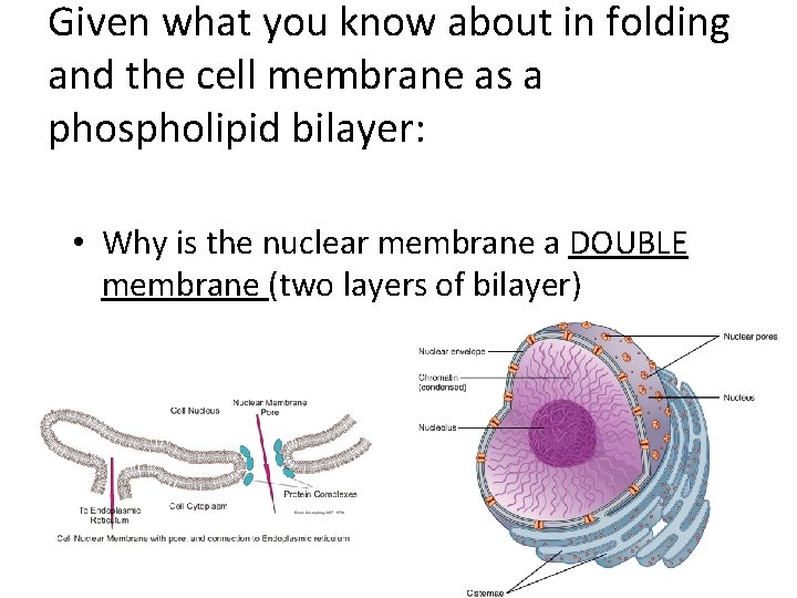 Given what you know about in folding and the cell membrane as a phospholipid