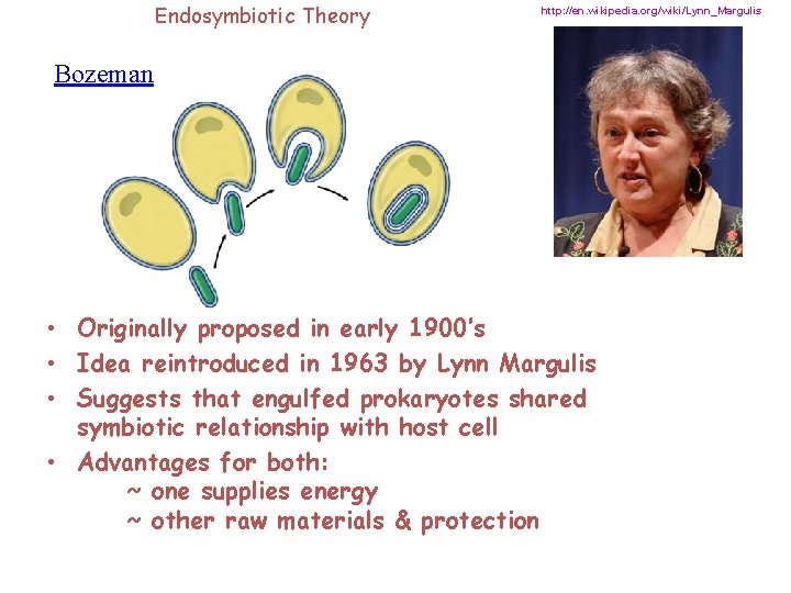 Endosymbiotic Theory http: //en. wikipedia. org/wiki/Lynn_Margulis Bozeman • Originally proposed in early 1900’s •