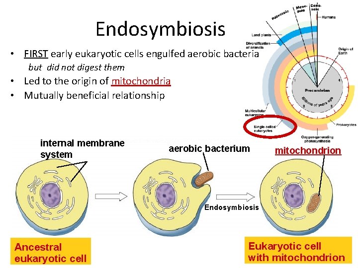 Endosymbiosis • FIRST early eukaryotic cells engulfed aerobic bacteria but did not digest them