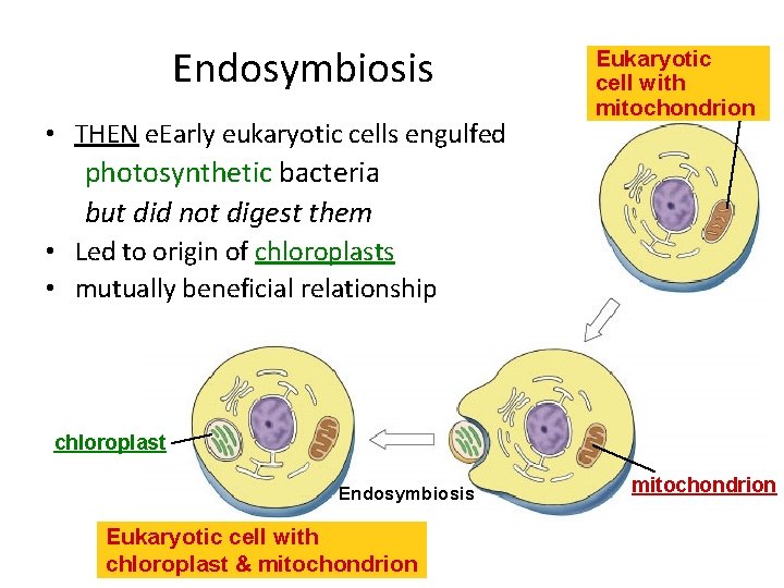 Endosymbiosis • THEN e. Early eukaryotic cells engulfed Eukaryotic cell with mitochondrion photosynthetic bacteria