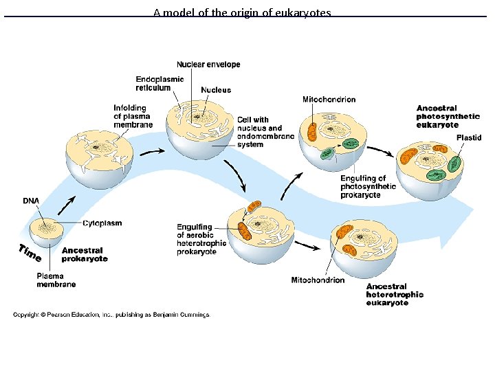A model of the origin of eukaryotes 