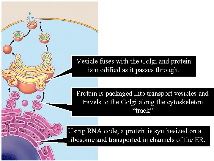 Vesicle fuses with the Golgi and protein is modified as it passes through. Protein