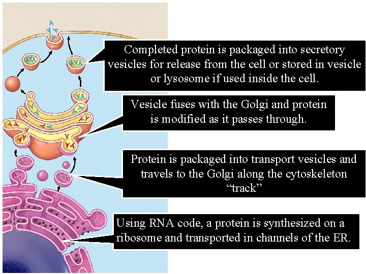 Completed protein is packaged into secretory vesicles for release from the cell or stored