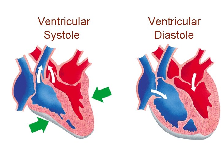 Ventricular Systole Ventricular Diastole 