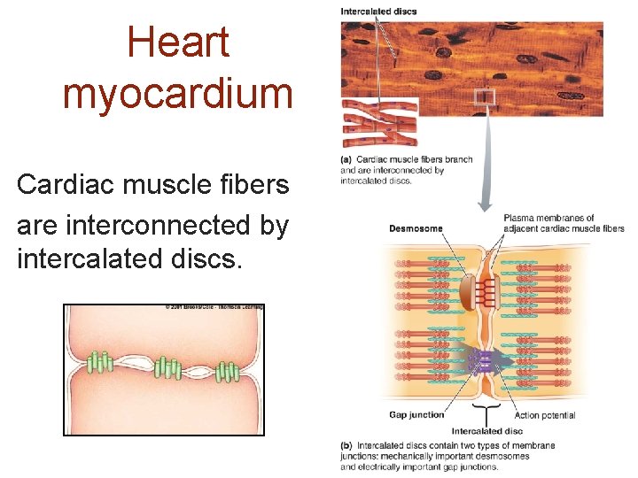 Heart myocardium Cardiac muscle fibers are interconnected by intercalated discs. 