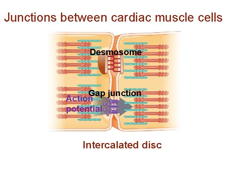 Junctions between cardiac muscle cells Desmosome Gap junction Action potential Intercalated disc 