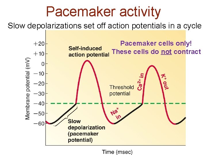 Pacemaker activity Slow depolarizations set off action potentials in a cycle Pacemaker cells only!
