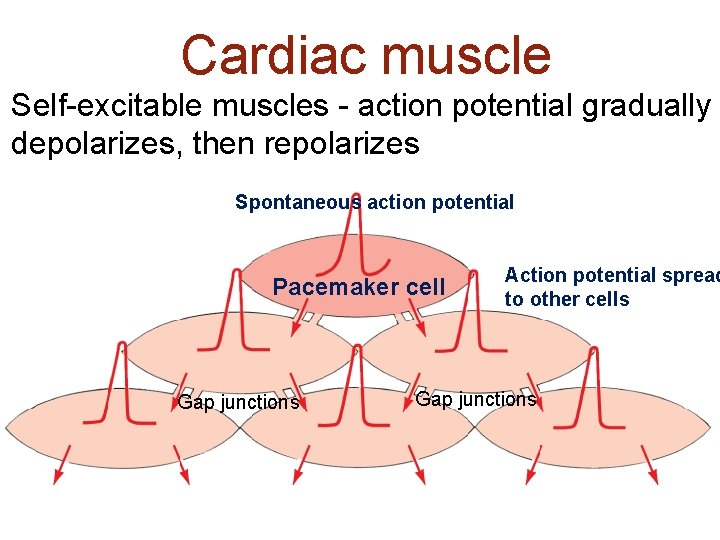 Cardiac muscle Self-excitable muscles - action potential gradually depolarizes, then repolarizes Spontaneous action potential