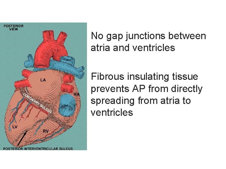 No gap junctions between atria and ventricles Fibrous insulating tissue prevents AP from directly