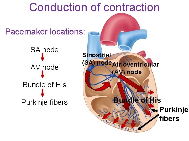 Conduction of contraction Pacemaker locations: SA node AV node Sinoatrial (SA) node. Atrioventricular (AV)