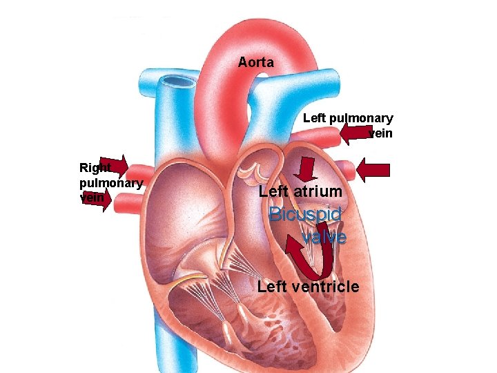 Aorta Left pulmonary vein Right pulmonary vein Left atrium Bicuspid valve Left ventricle 