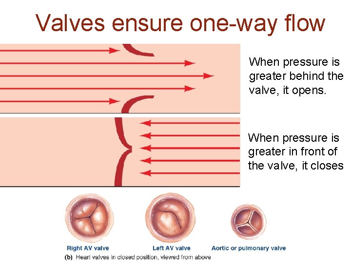 Valves ensure one-way flow When pressure is greater behind the valve, it opens. When
