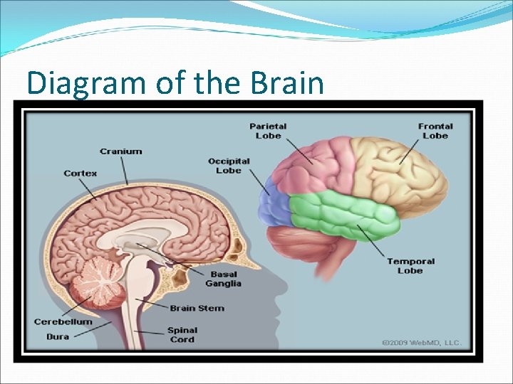 Diagram of the Brain 
