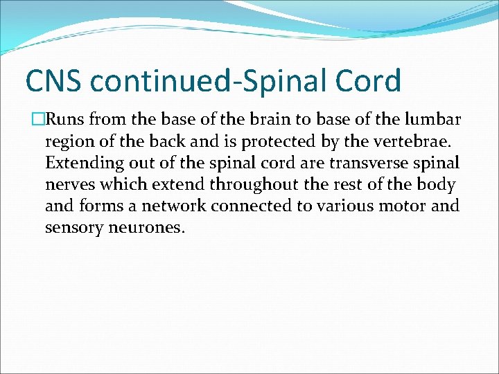 CNS continued-Spinal Cord �Runs from the base of the brain to base of the