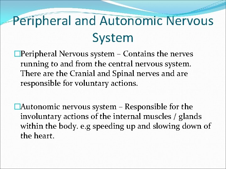 Peripheral and Autonomic Nervous System �Peripheral Nervous system – Contains the nerves running to